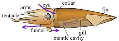 头足类外套膜的结构 睡前软体动物学48 知乎