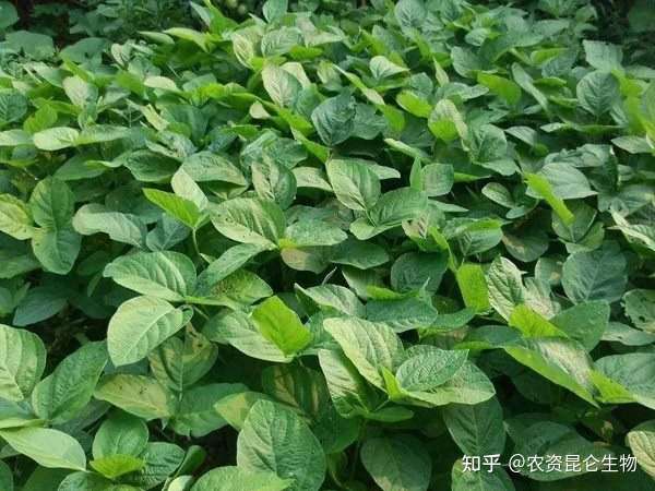 大豆能用促花保果膨大素吗 种植大豆怎么做花多果多 知乎