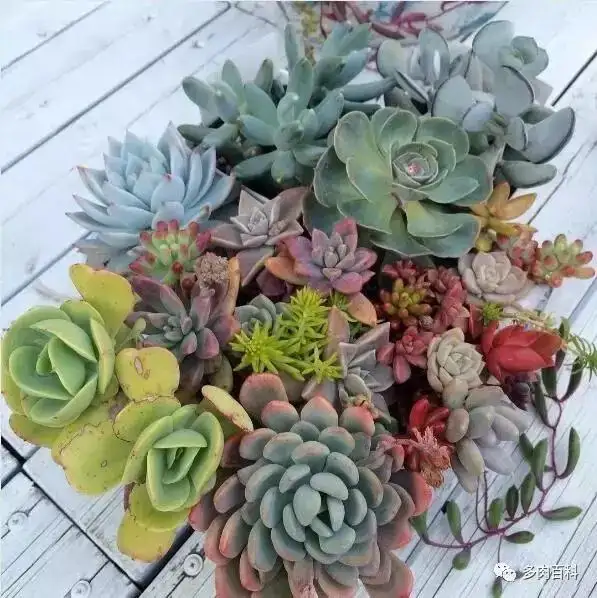 如何制作出华丽的多肉植物拼盆 知乎 如何制作出华丽的多肉植物拼盆 知乎