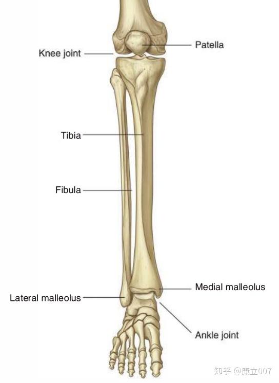 左腿骨头图片图片