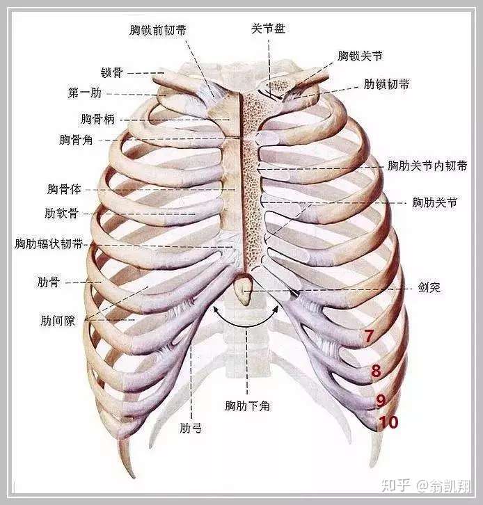 肋骨外翻 你了解吗 知乎