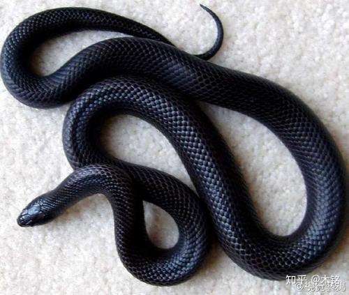 黑纹蛇图片