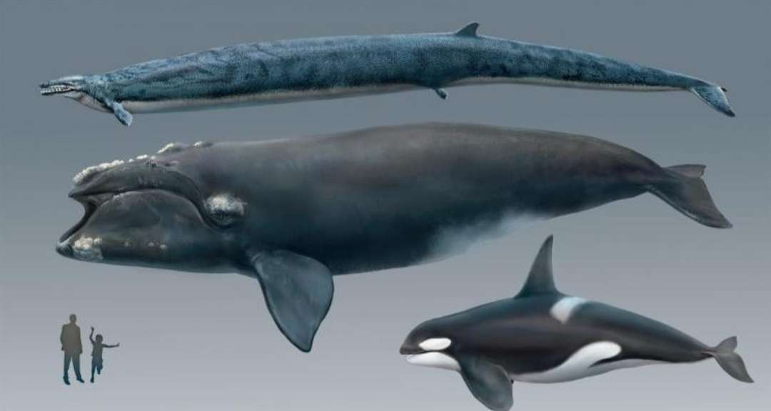 圣殿骑士 的想法: 大型史前巨鲸——龙王鲸 
