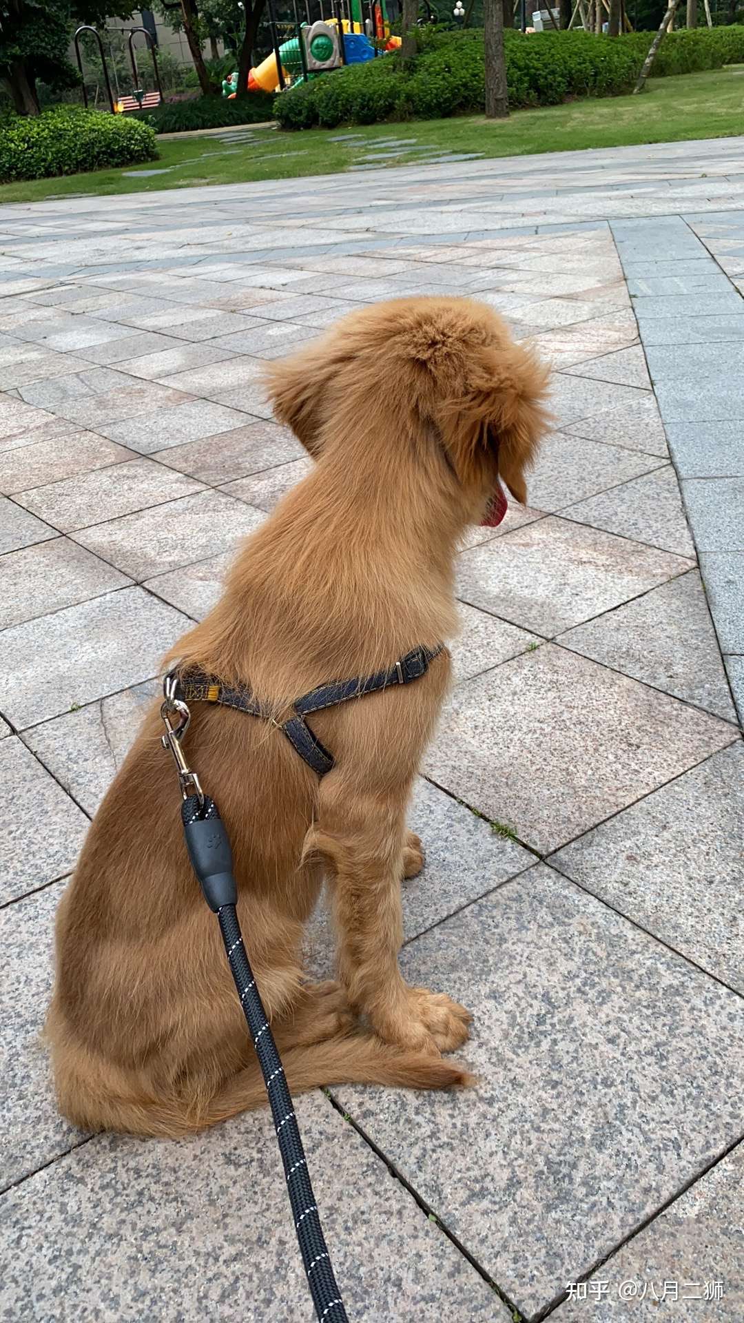 八月二狮 的想法: 大伙帮看看狗狗,现在狗狗4个月左右,吃… - 知乎