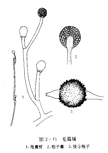 毛霉是不是单细胞生物