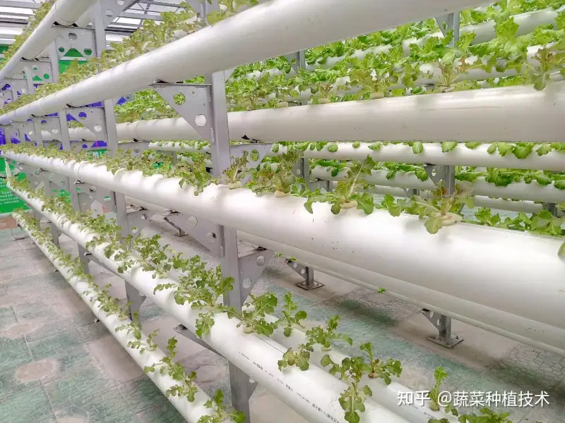 这几种无土栽培模式你见过吗 不用土 种植 产量依旧很高 知乎