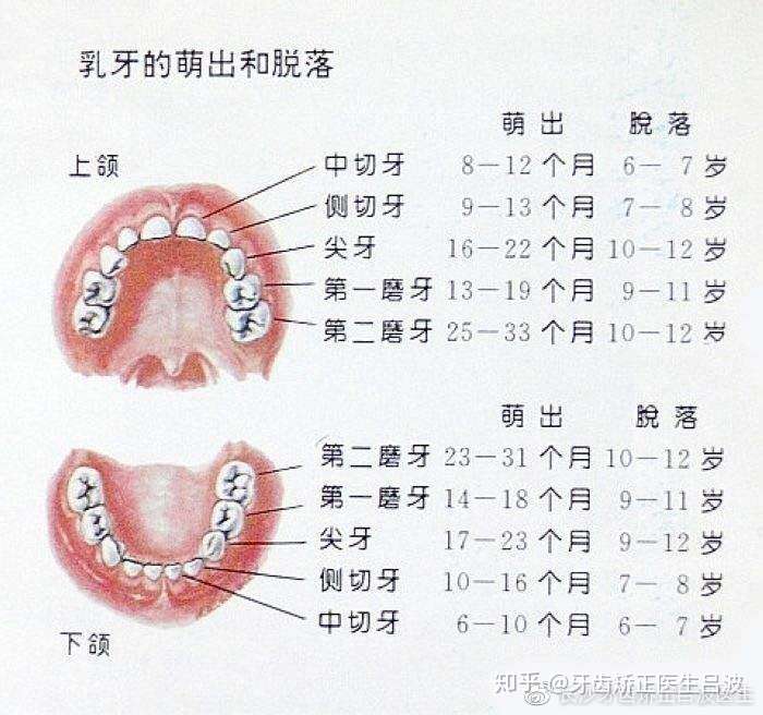 导致你牙齿拥挤的原因 你一定会想要知道 知乎