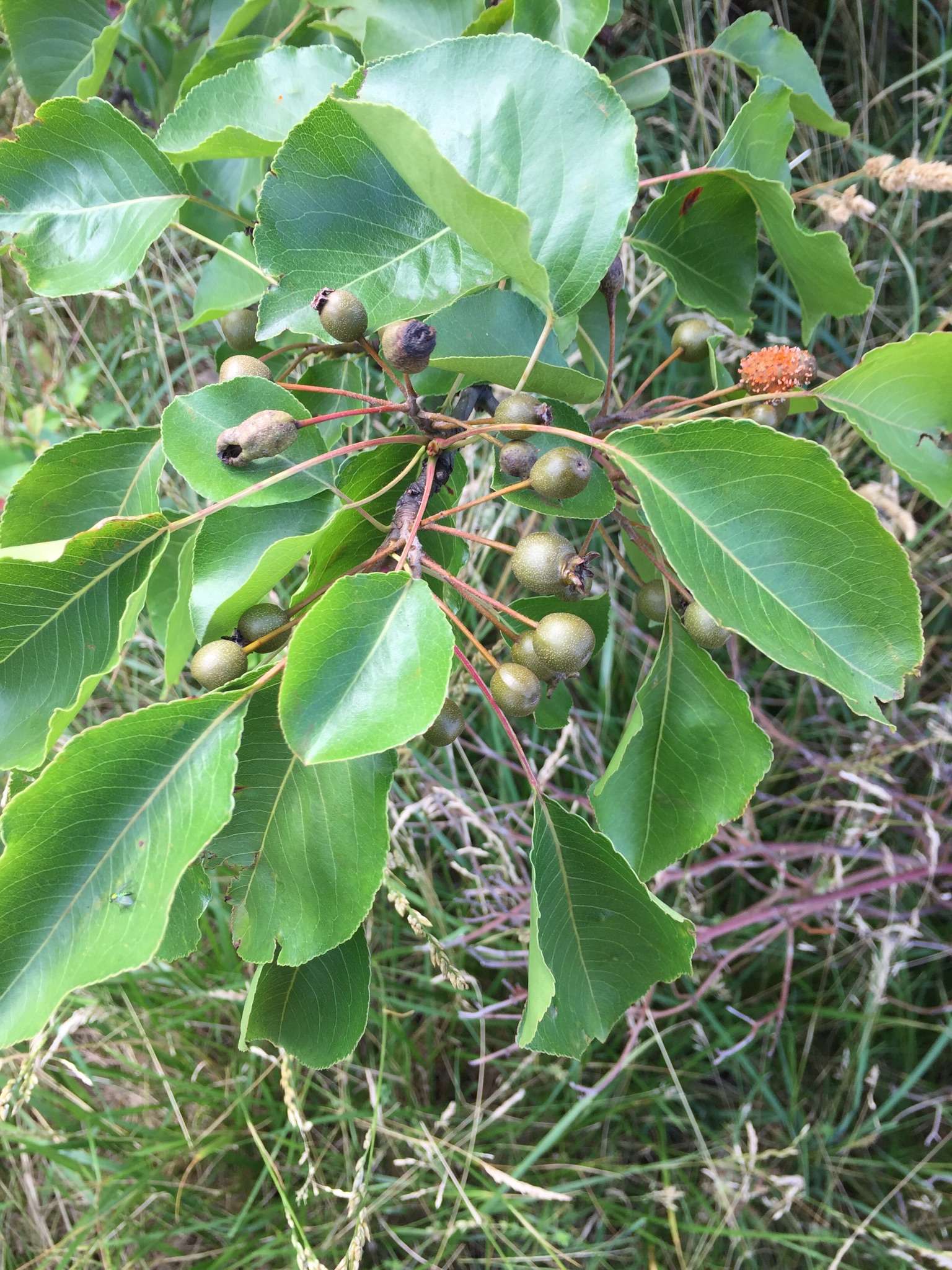 犬君拌汪酱 的想法: 欧洲野苹果/crabapple 至今没