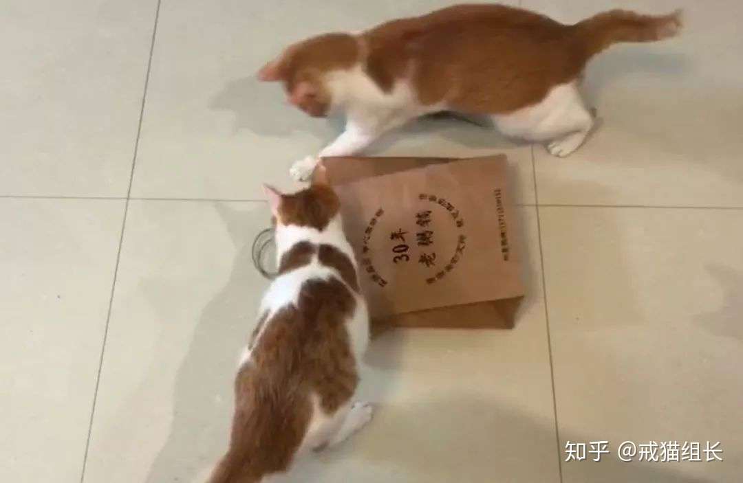 猫咪挑食 突然什么都不吃 该怎么办 知乎