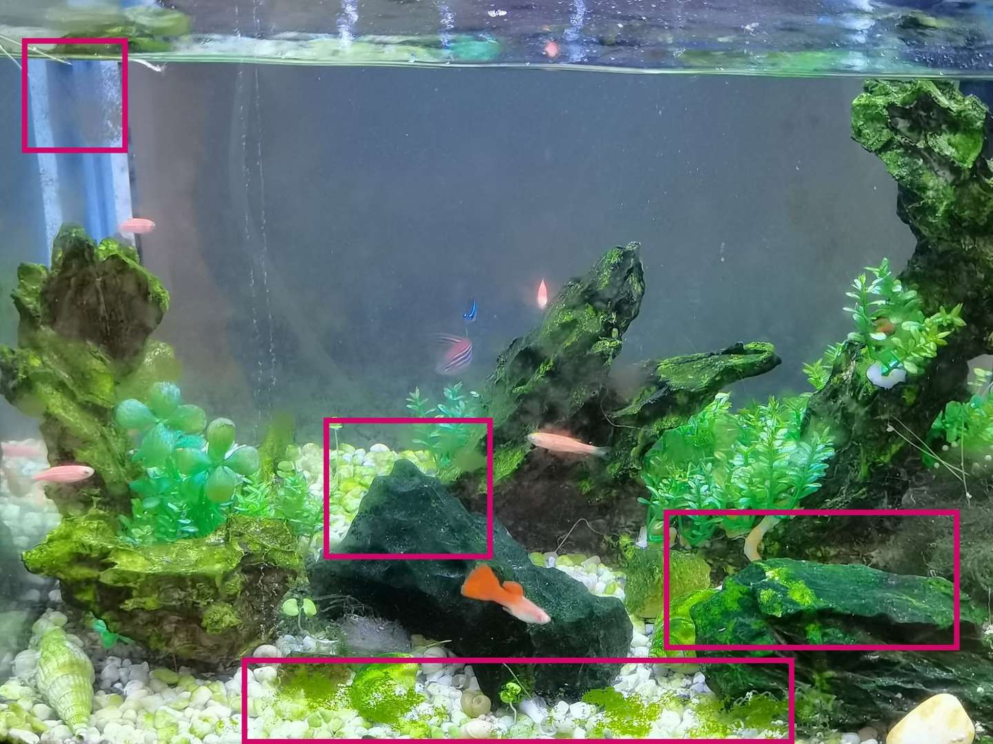 黑壳虾鱼缸除藻日记 暴毙 知乎