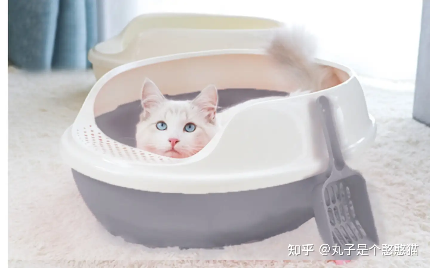 猫砂盆全半閉鎖猫トイレ超大猫糞尿盆外飛散防止猫砂盆小猫用品-