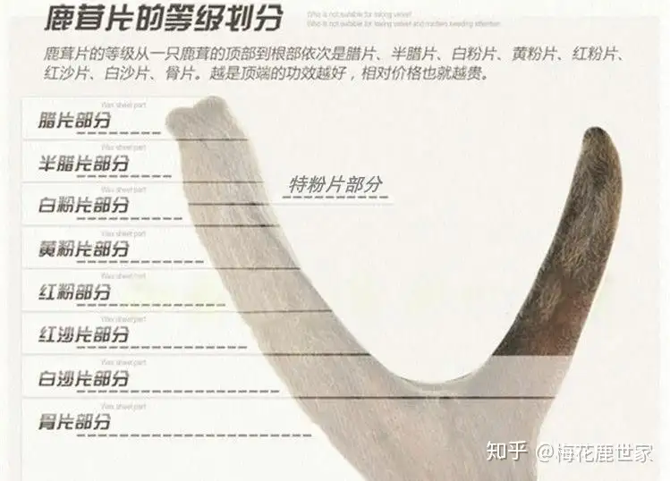 鹿茸 袋角 5頭分