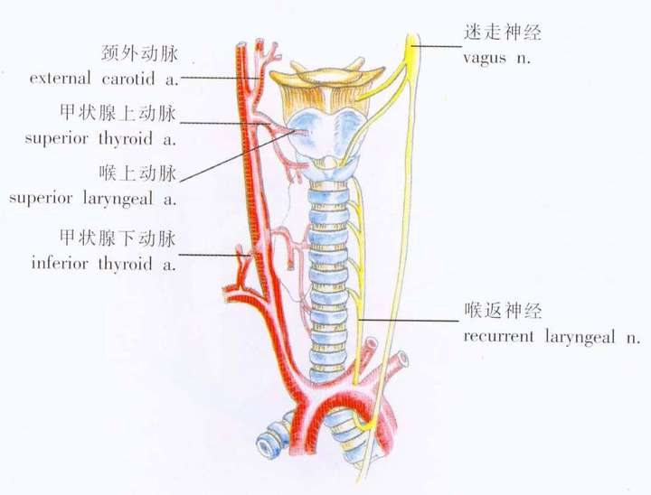 喉返神经位置图片图片