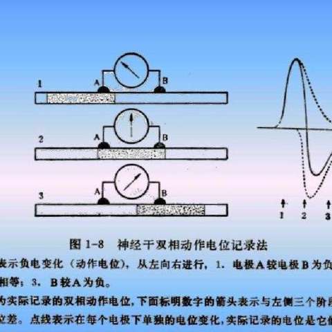 動作電位由鋒電位(迅速去極化上升支和迅速復極化下降支的總稱)和後