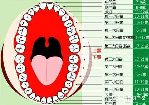 为什么会掉牙图片