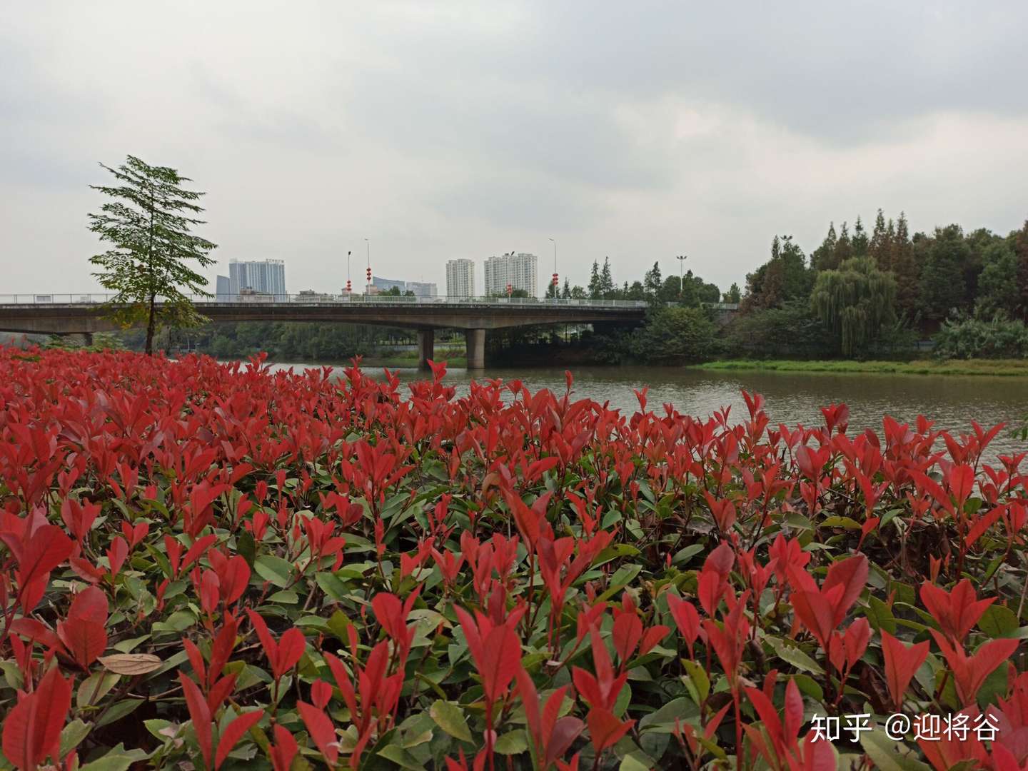 秋风送爽丹桂飘香 秋阳下的六安城美翻了 知乎