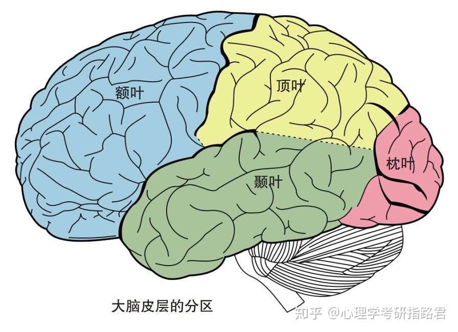 心理学的九大分支 这些你知道吗 知乎