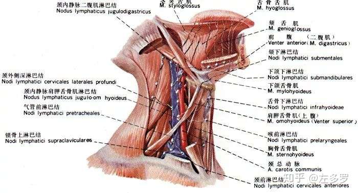 人们口中常说的 淋巴 到底是什么 知乎