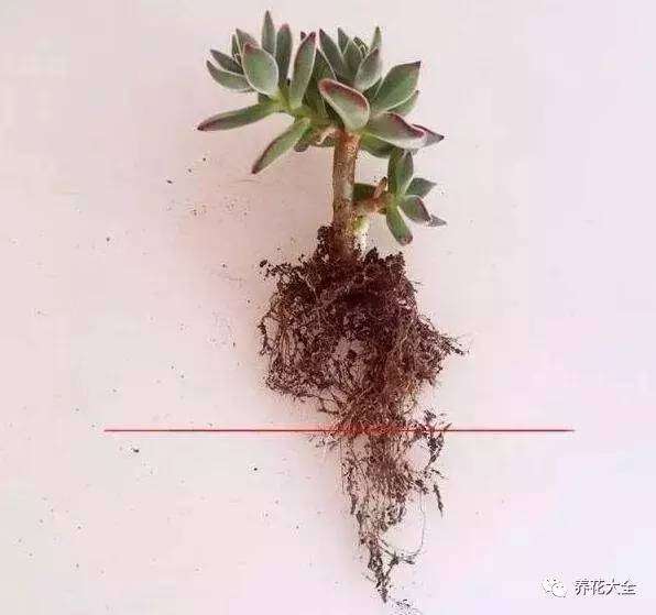 绿萝烂根烂叶怎么救(要想救回来不仅要换盆吗)插图(19) 绿萝烂根烂叶怎么救(要想救回来不仅要换盆吗)插图(19)