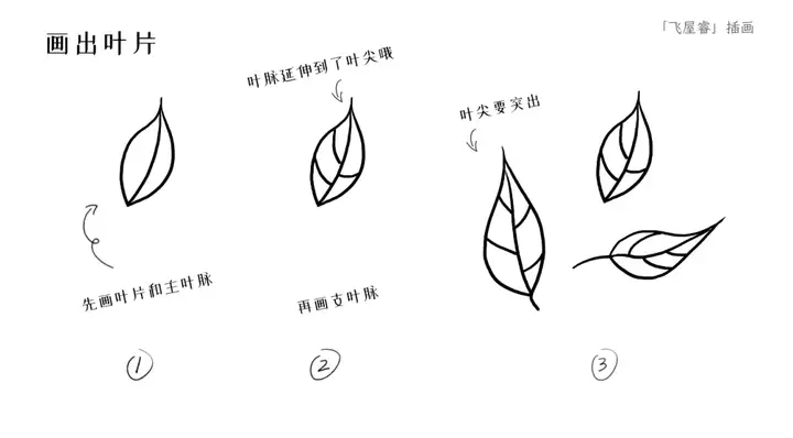 画多叶脉的植物