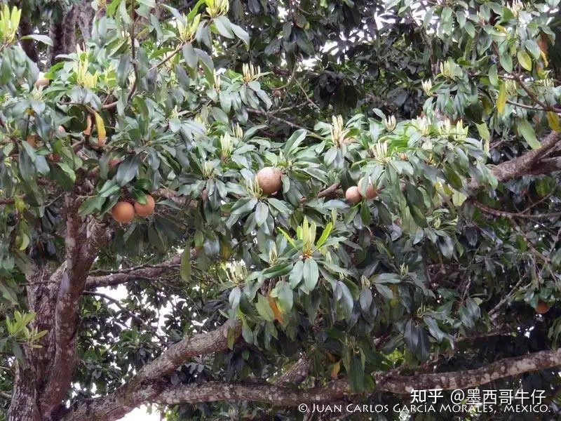 人心果（Chicozapote） - 墨华网 (图4)