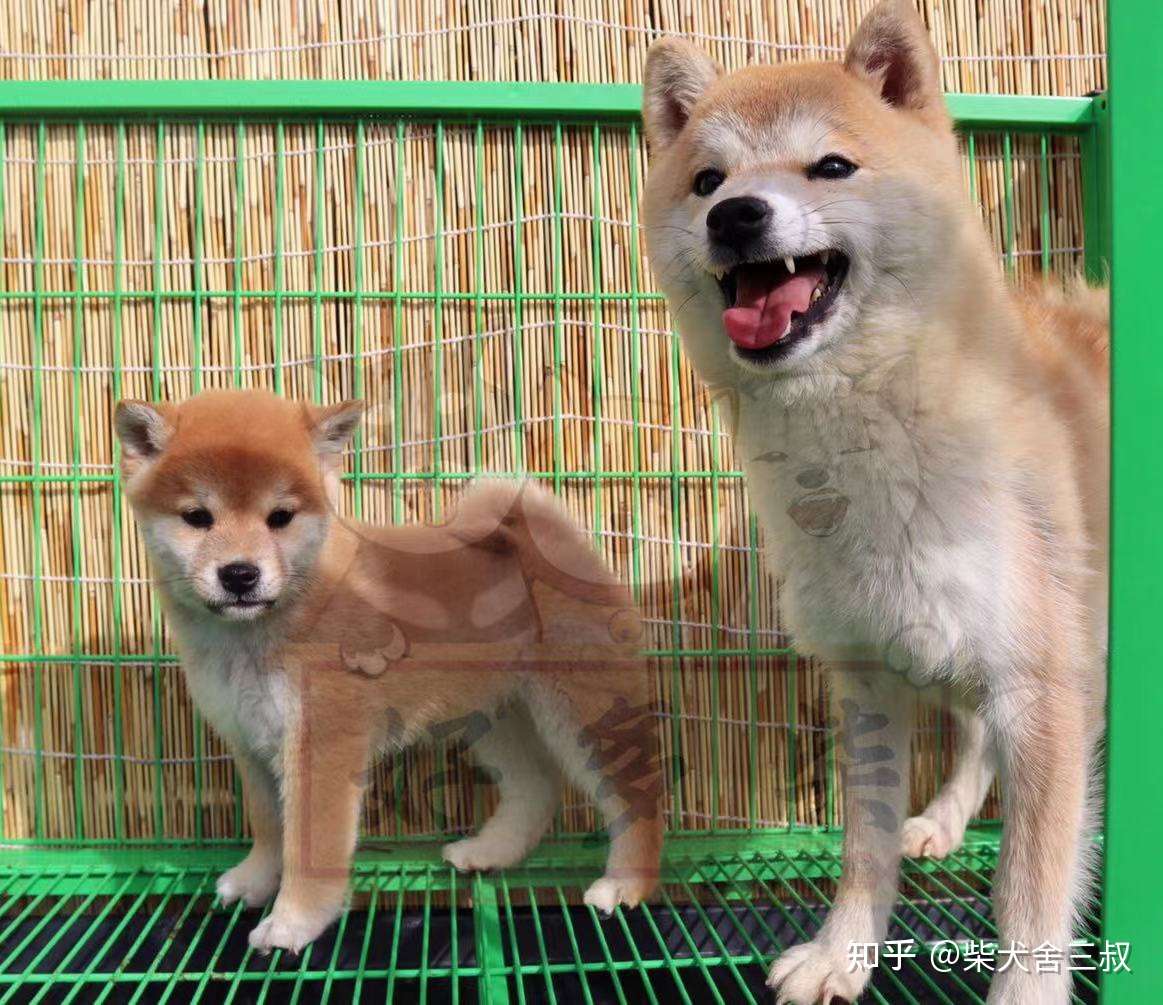 柴犬百科 柴犬都有豆豆眉吗 没有豆豆眉是纯种柴犬吗 知乎 柴犬百科 柴犬都有豆豆眉吗 没有豆豆眉是纯种柴犬吗 知乎