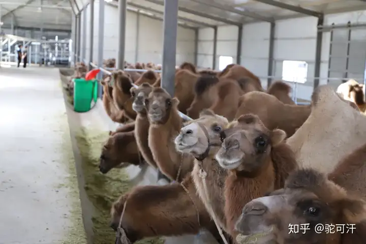 這樣也行？（中國駱駝長什么樣）中國的駱駝生活在哪里，關(guān)于中國駱駝的一些事兒！，擴(kuò)容盤如何恢復(fù)真實(shí)容量，