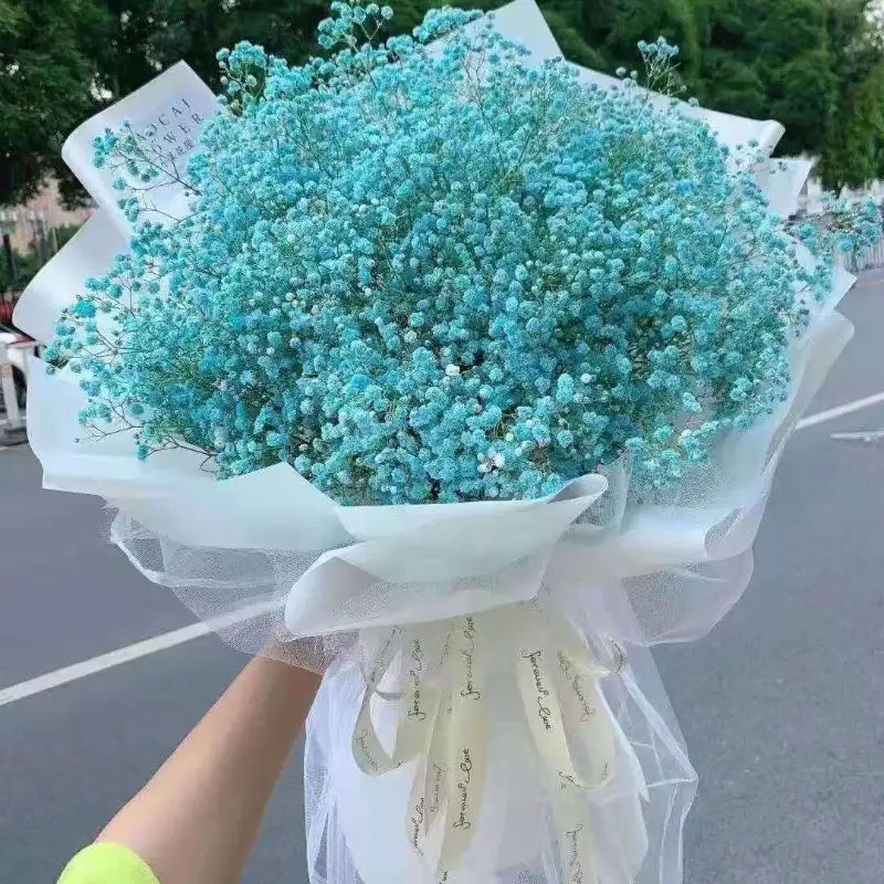 满天星花 7种满天星花语 全面解读 知乎