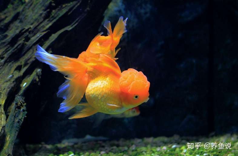 用增氧造流过滤设备养金鱼 基本属于不会养 养好金鱼核心在水流 知乎