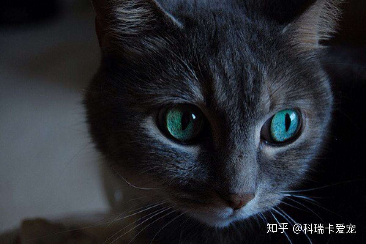 你知道吗 猫咪的性格和花色有很大关系 科瑞卡科普 知乎