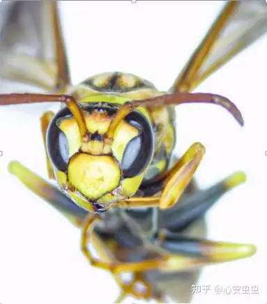 绝妙的"拟态",那些年我们傻傻分不清的蜂和蝇!