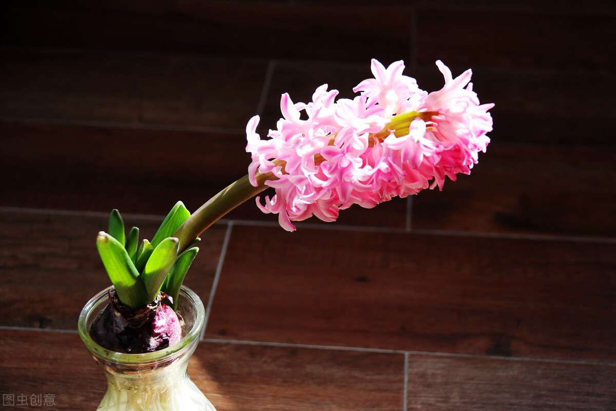 那个种球长得像洋葱的花 风信子 知乎