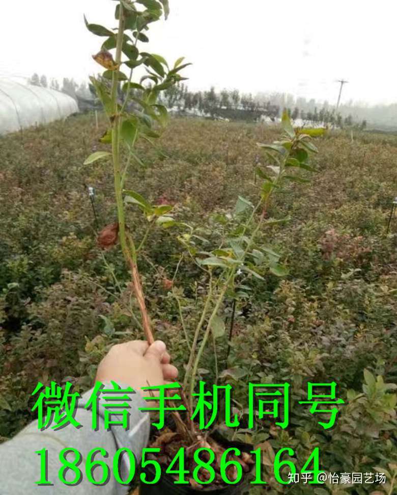 蓝莓苗价格与种植技术是那些 高产秘籍详解 知乎