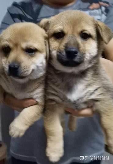 据宠物医院小姐姐鉴定:银狐的耳朵,柴犬的前脸儿和毛色,柯基的小短腿