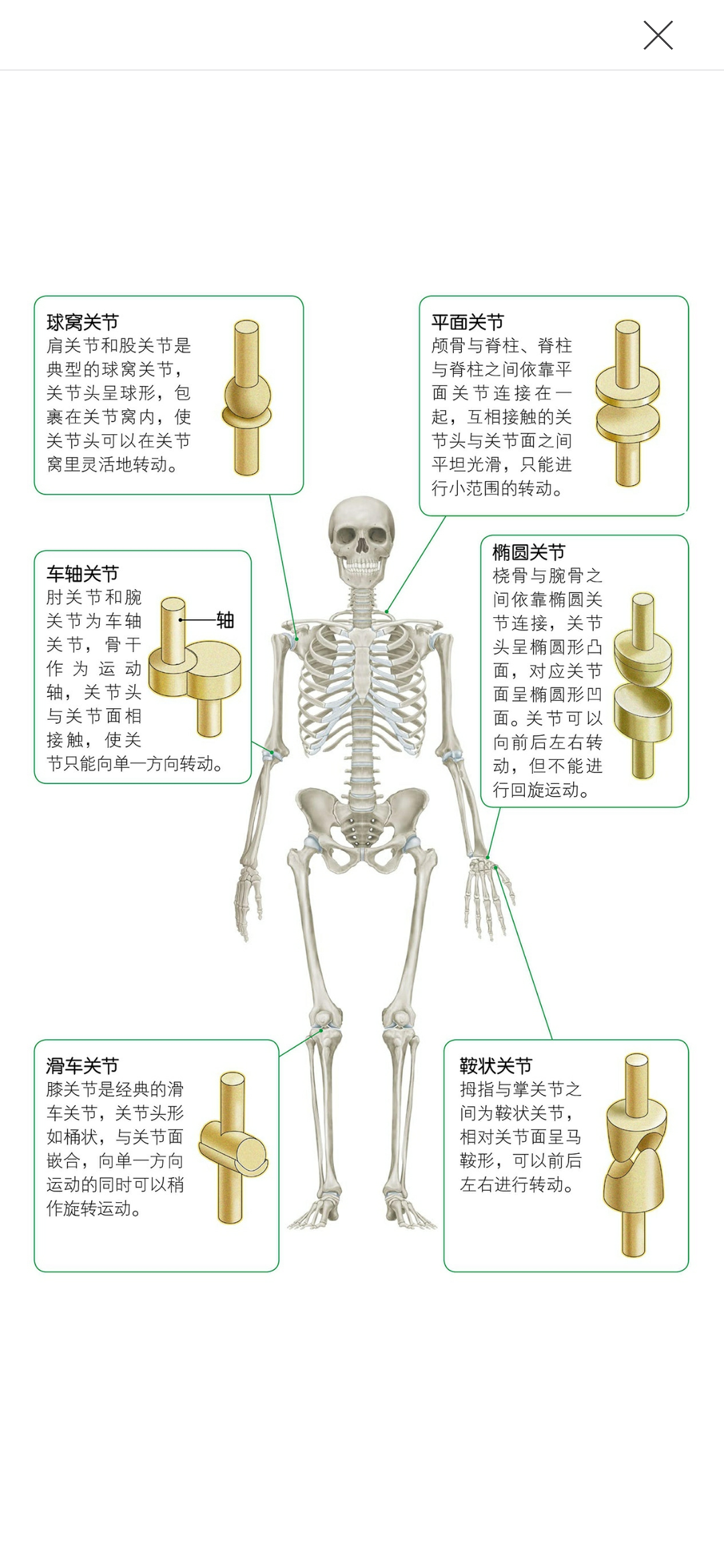 人体结构素材 知乎