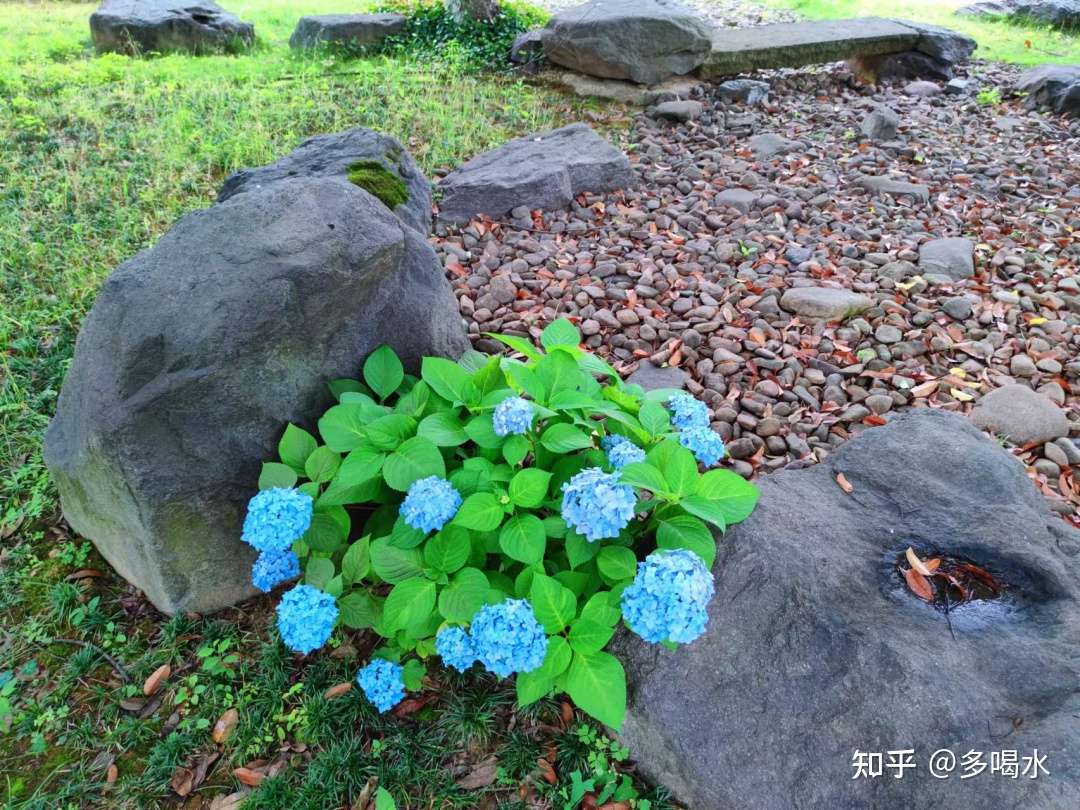 你知道绣球花会变色吗 知乎