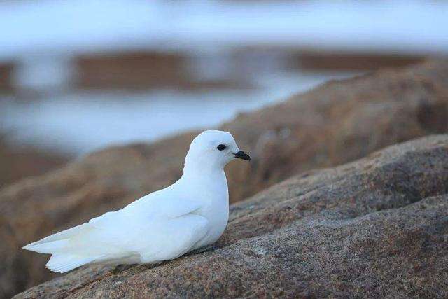 南极科考站雪鹱出没羽毛纯洁如雪筑巢最南的鸟类