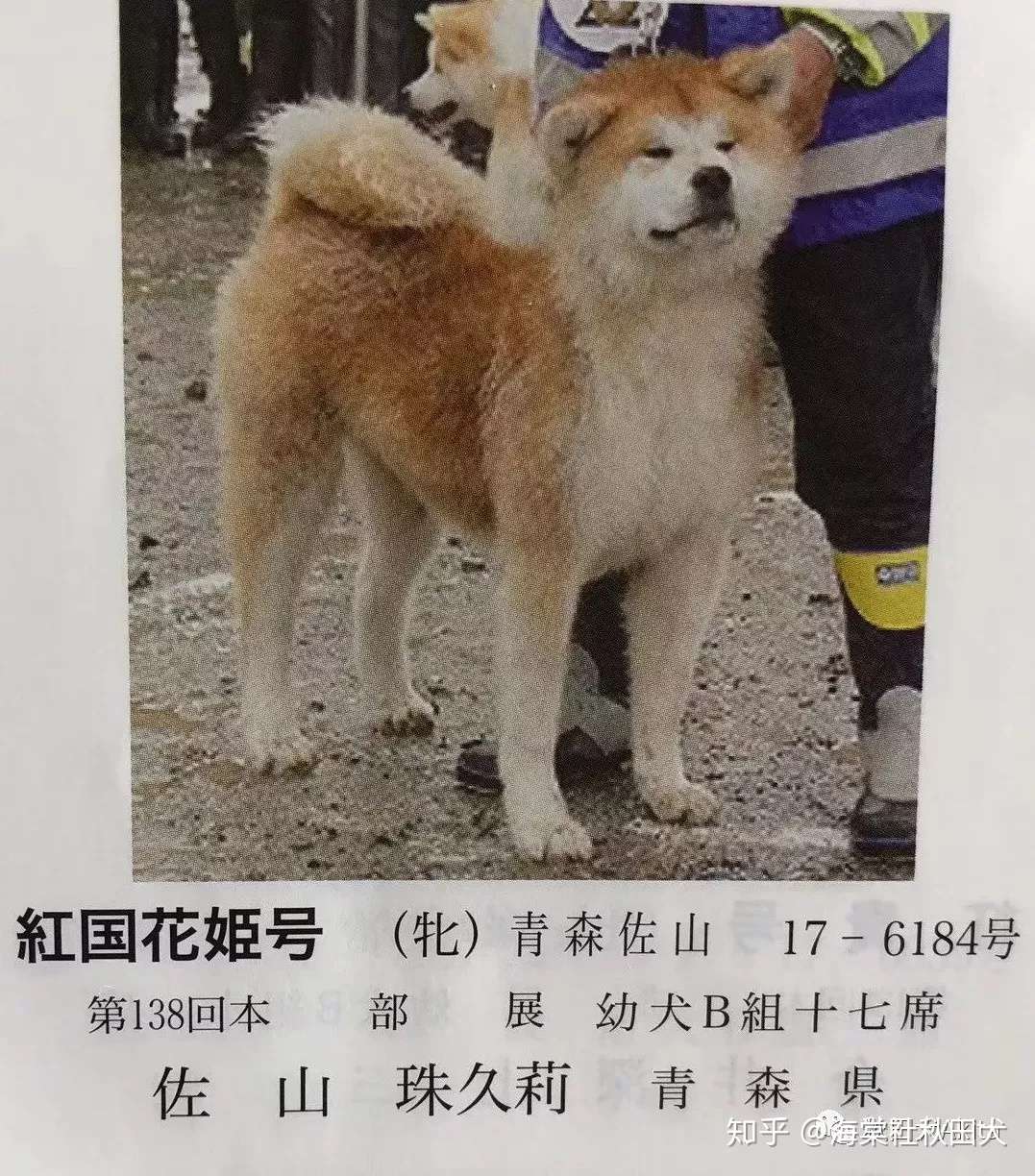 纯种犬是不存在的 知乎