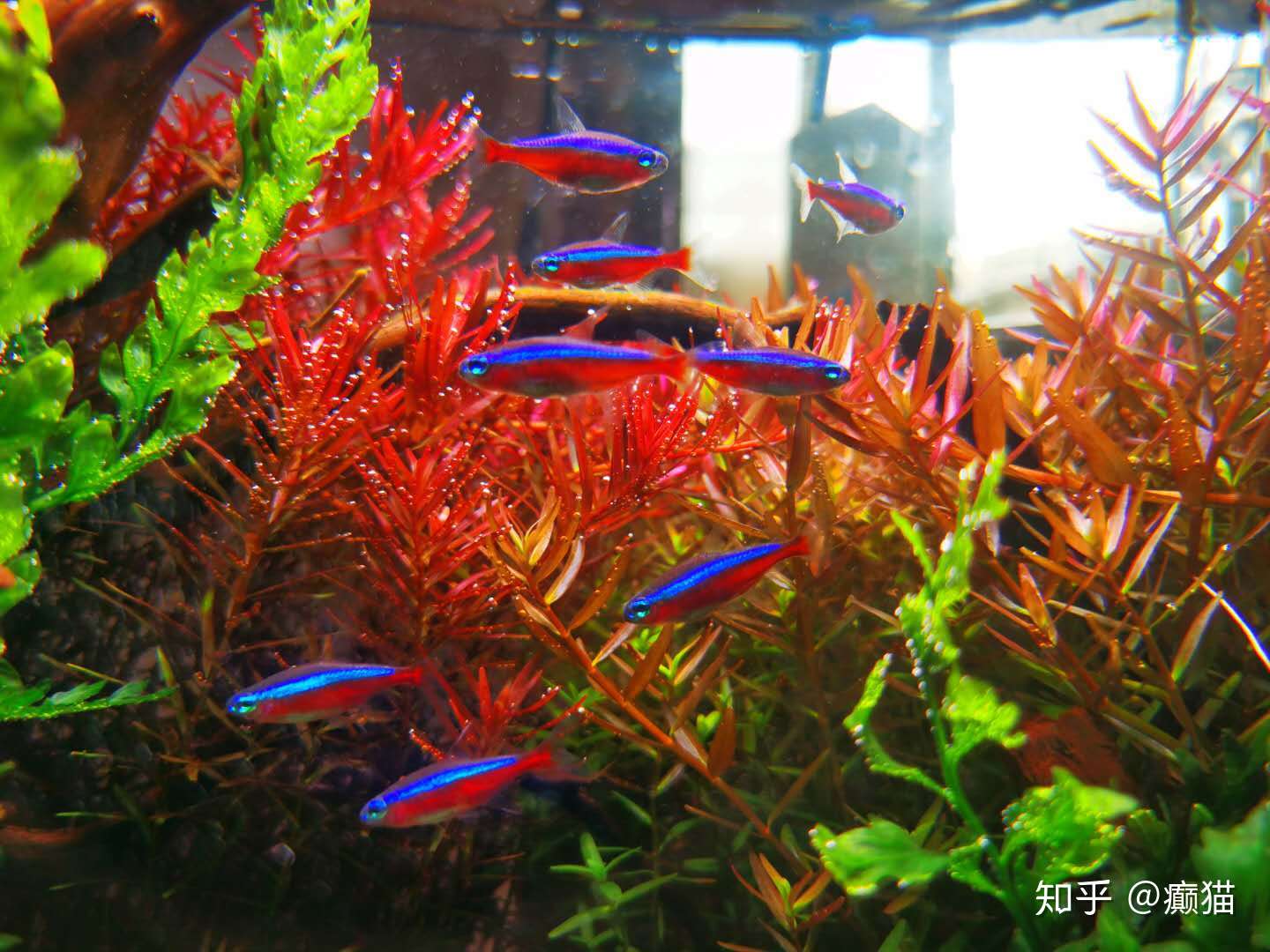 我的40cm草缸的记录 知乎 我的40cm草缸的记录 知乎