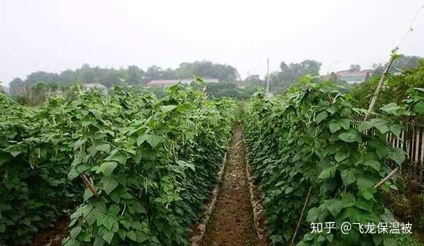 四季豆科学施肥方法 知乎