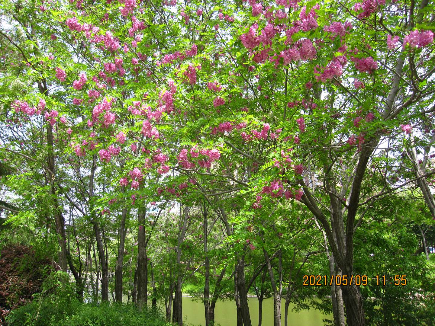 李溯本杂记 21年5月7日 5月10日 知乎