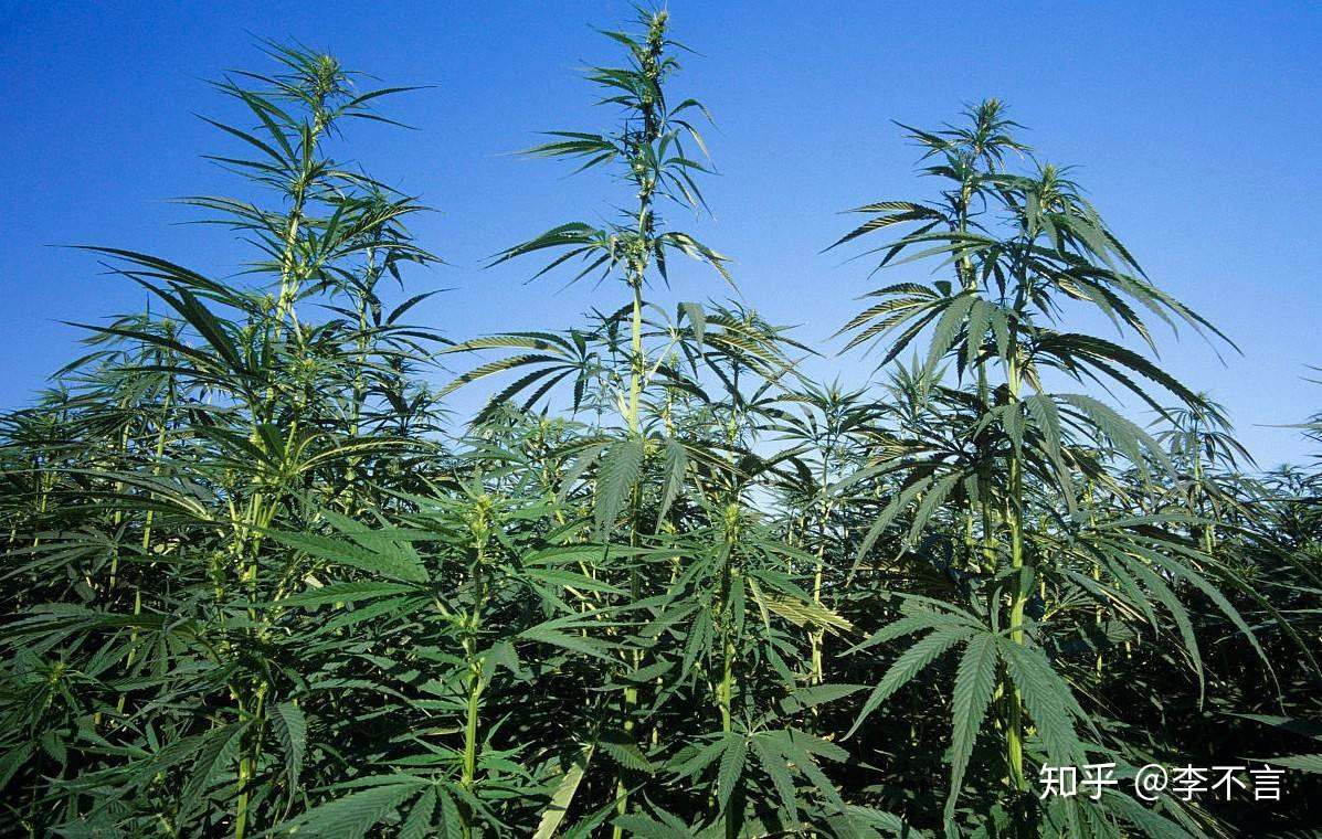 世界首个大麻合法化的国家 准许病号种食 毗邻美国 社保很完善 知乎
