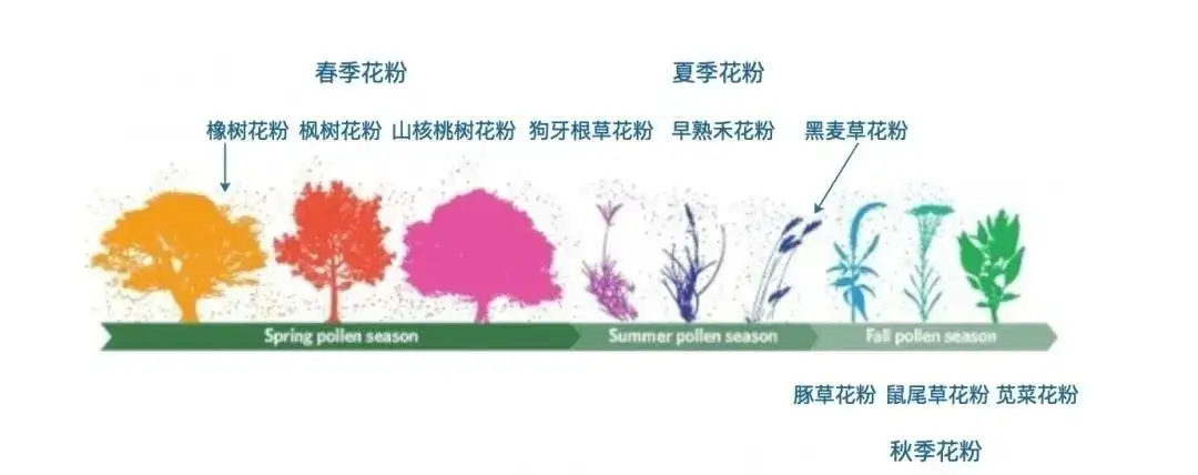 花粉过敏 那你对这些也可能过敏 知乎
