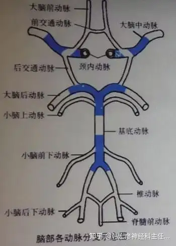 脑膜中动脉由颈外动脉的上颌动脉发出,穿棘孔至颅中窝,在颞鳞部内面的