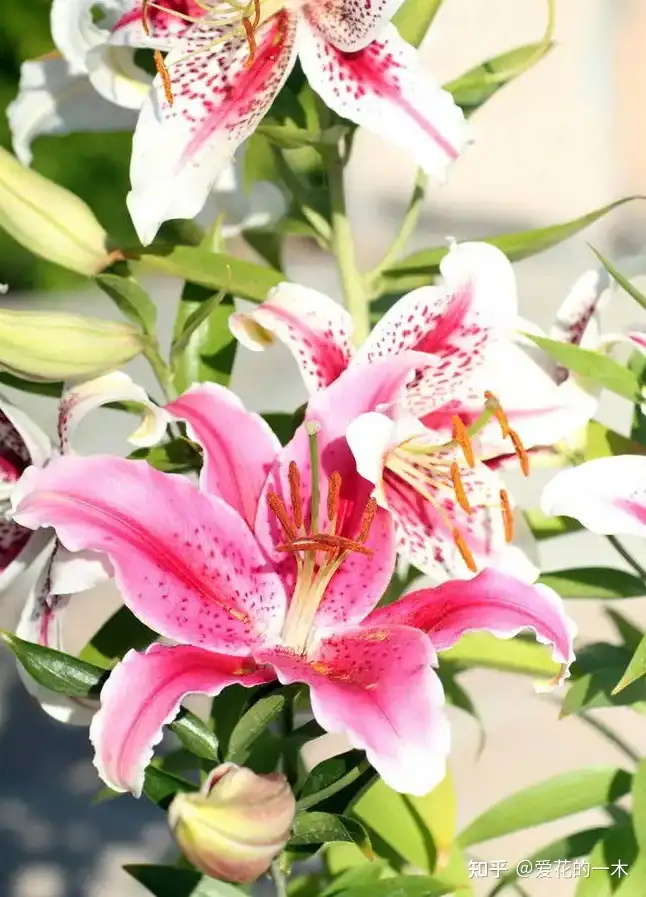 10种 吉祥花 开花缤纷鲜艳 花量大花期长 养过的人不后悔 知乎