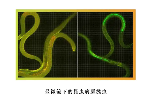 认识虫豸病原线虫（线虫的察看）