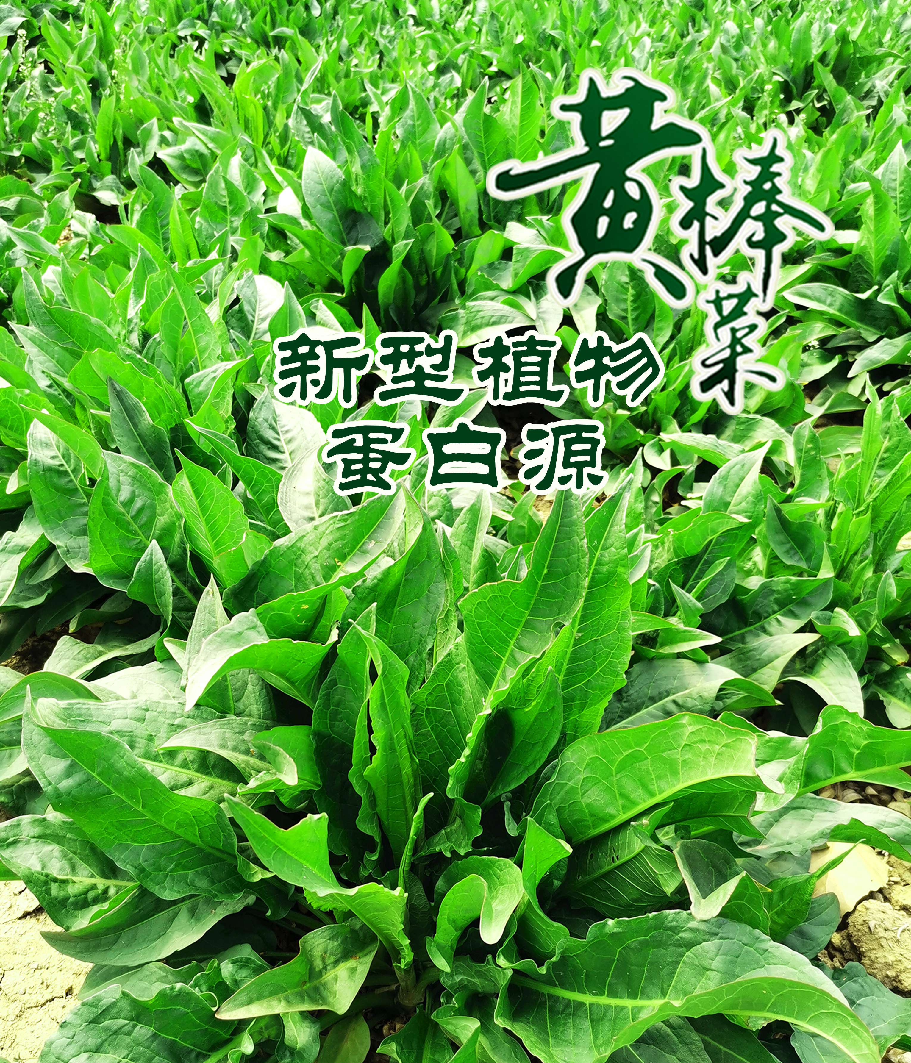 黃棒菜養心菜