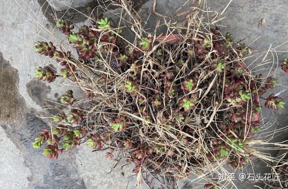 出门见了1盆 垃圾 多肉 养了半年 变成 高颜值 虹之玉 知乎