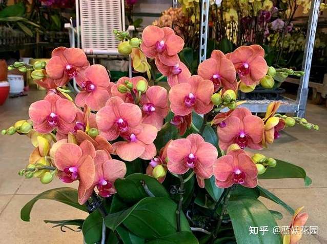 蓝妖 年宵花蝴蝶兰到手后怎么养 做好这6点 赏花无忧 知乎