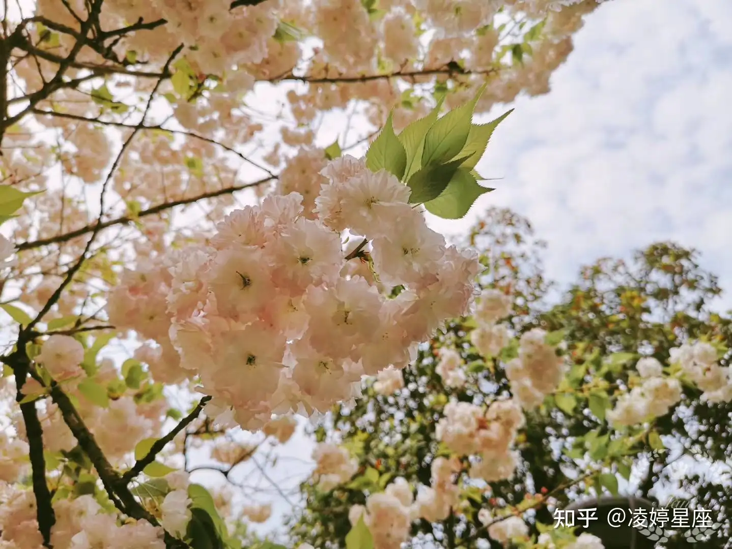 喇叭还是哑巴 前后差太大 水双子的宿命情 是高标准的心智培养 知乎